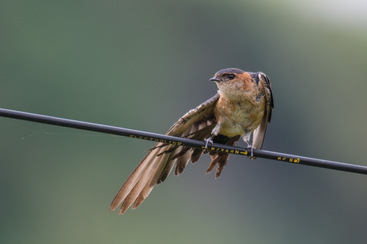 Red-rumped Swallow (Red-rumped) - ML259088281