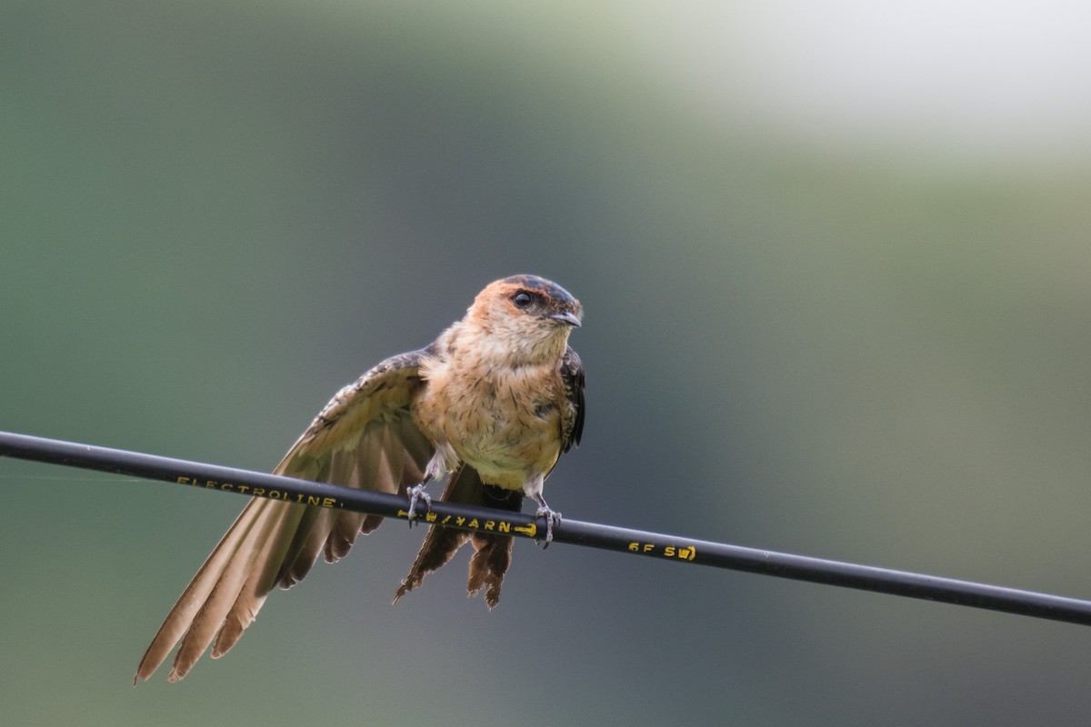 Red-rumped Swallow (Red-rumped) - ML259088401
