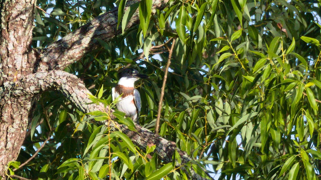 Belted Kingfisher - ML259091111