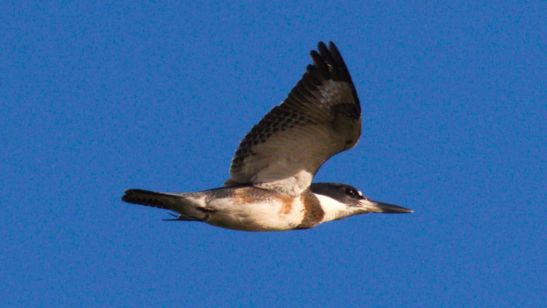 Belted Kingfisher - ML259091181