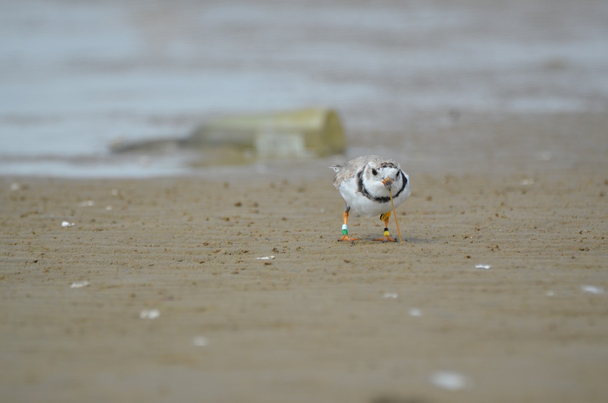 Piping Plover - ML25909271