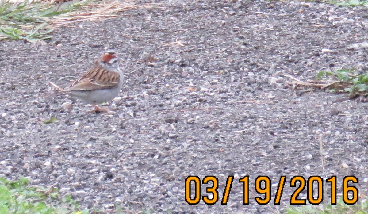 Chipping Sparrow - ML25909591