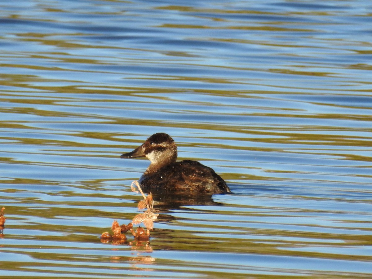 Andean Duck - ML259100171