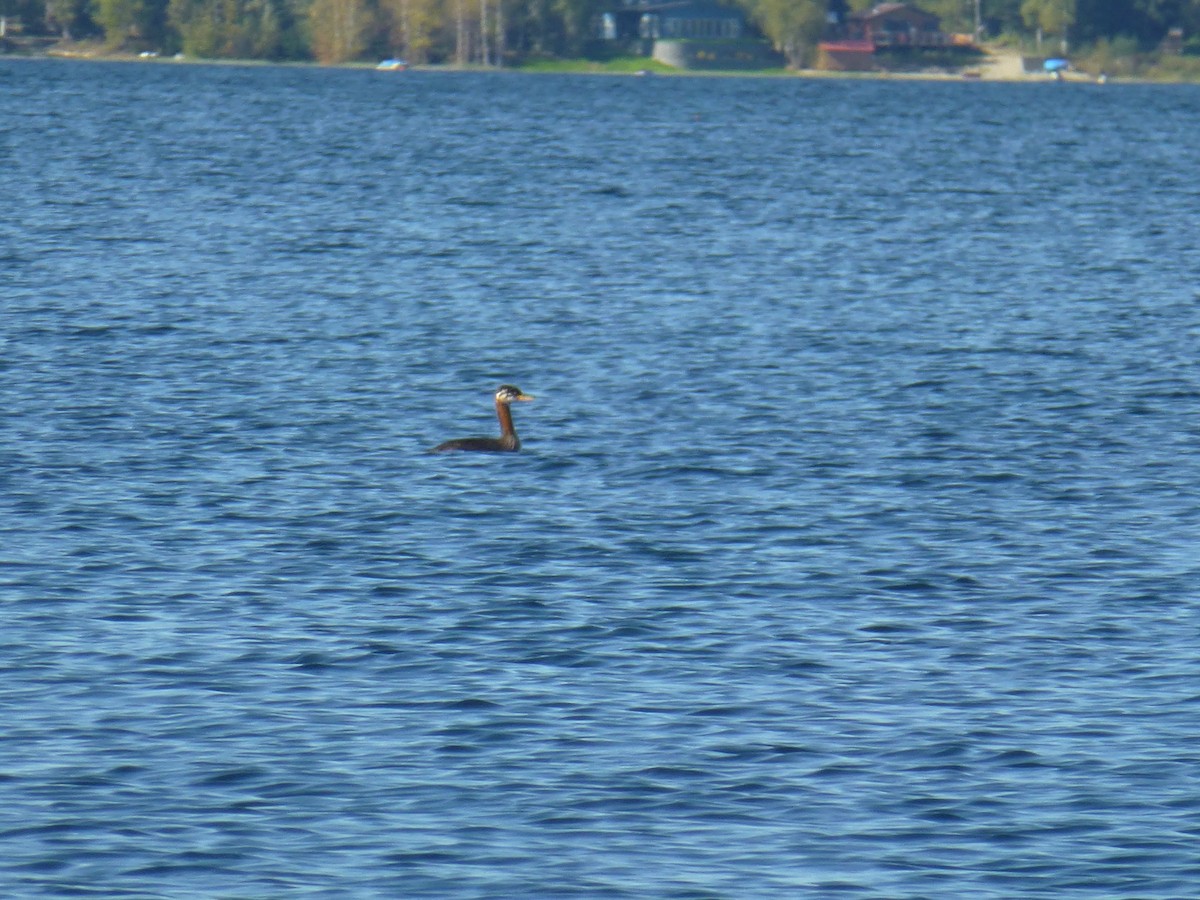 Red-necked Grebe - ML259101061