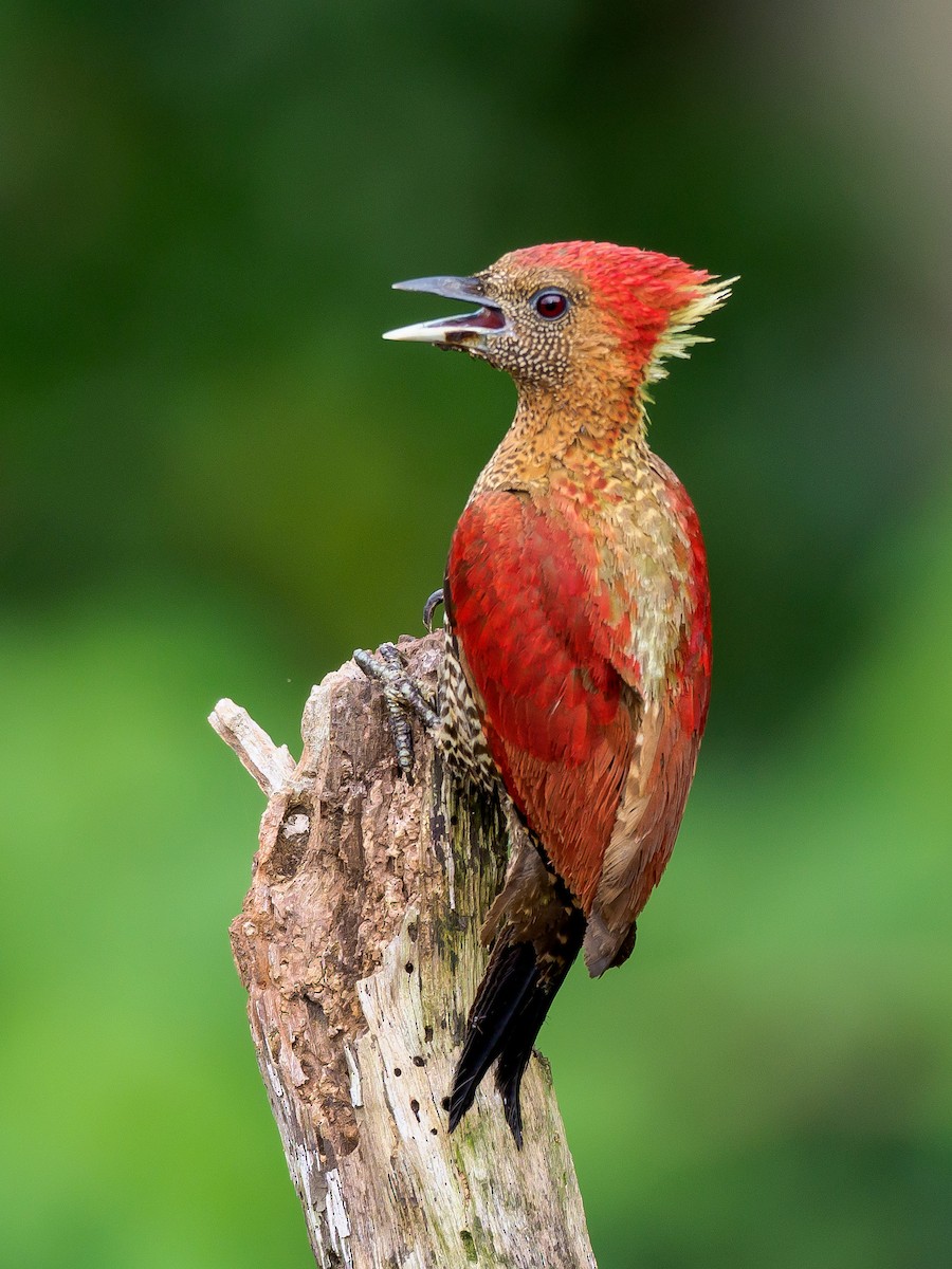 Banded Woodpecker - ML259104811