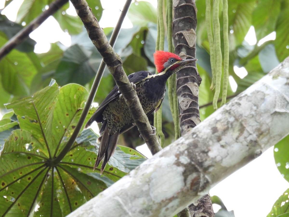 Lineated Woodpecker - Carlos Ulate