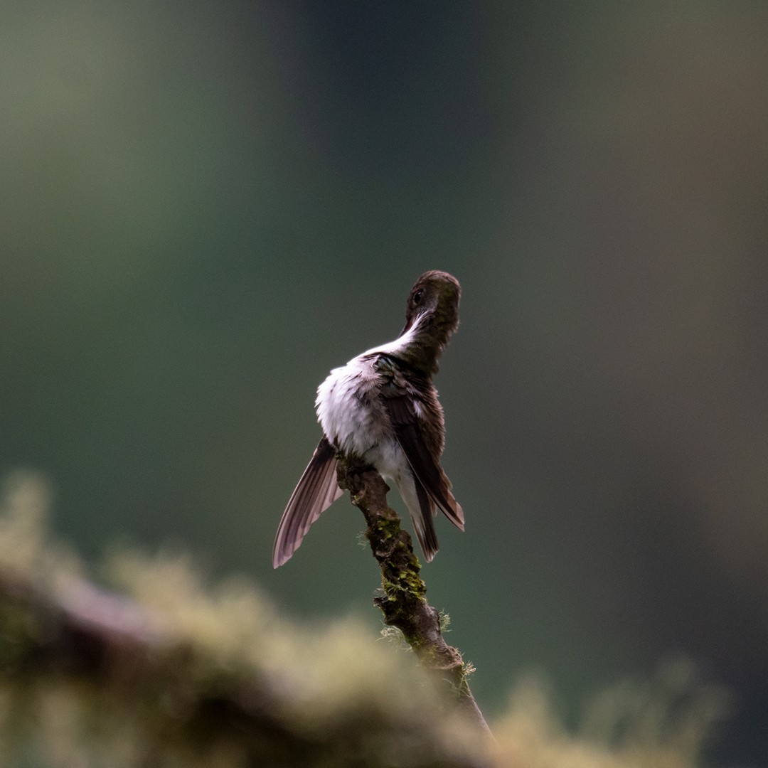 White-bellied Hummingbird - ML259109291