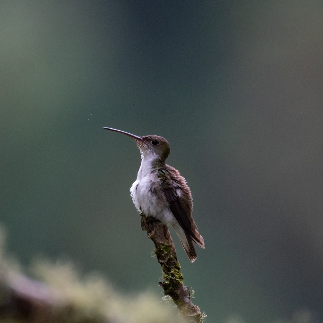 White-bellied Hummingbird - Pamela  Huaiquimil Millache