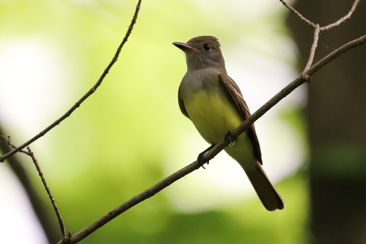 Great Crested Flycatcher - ML259115061