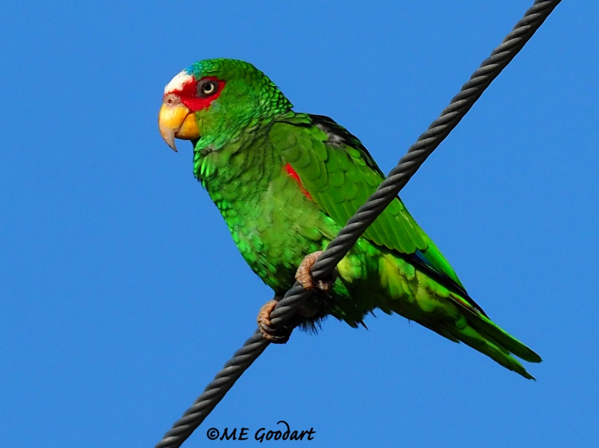 White-fronted Parrot - ML259120821