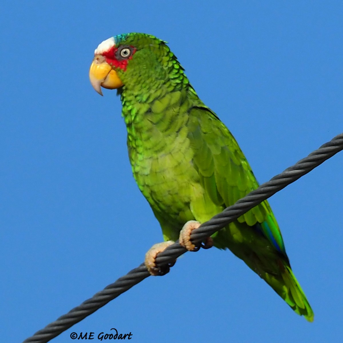 White-fronted Parrot - ML259120831
