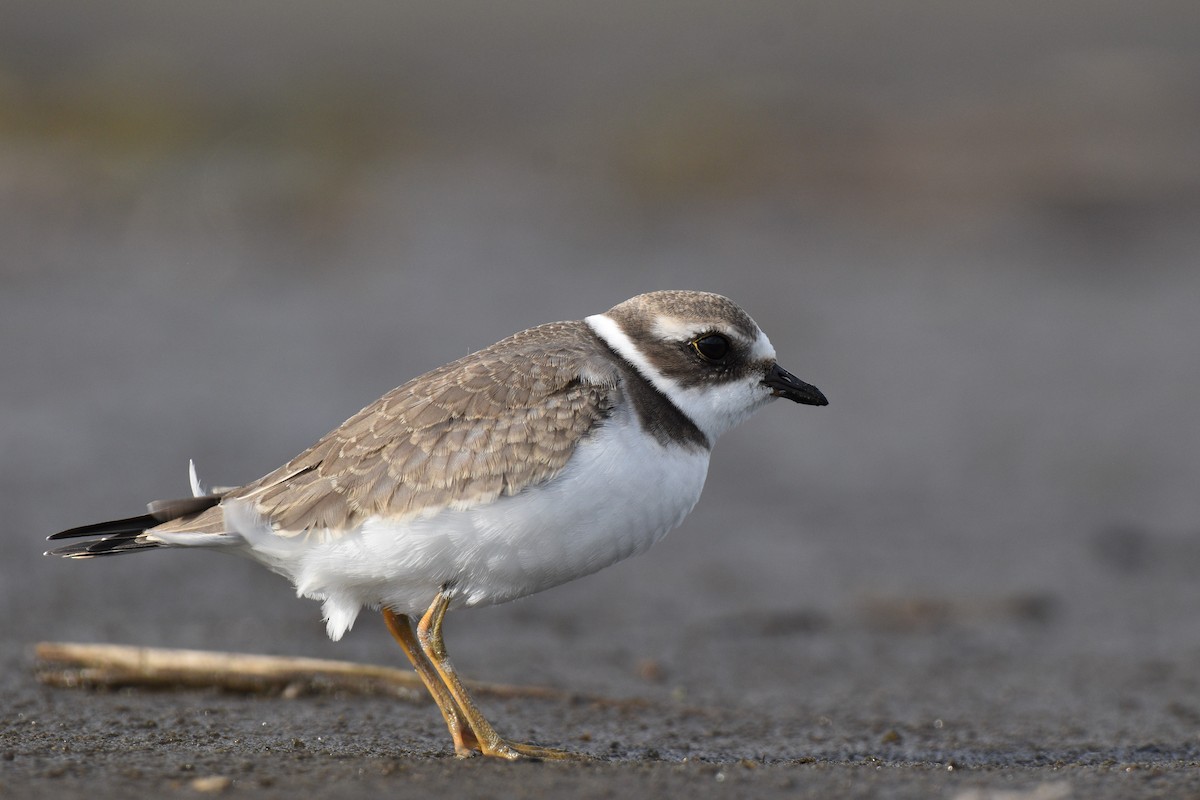 Semipalmated Plover - ML259124411