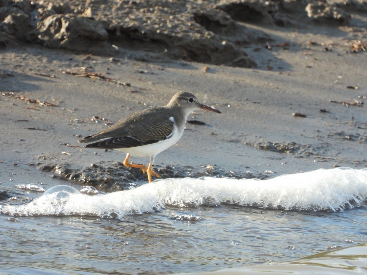 Spotted Sandpiper - Jeff Percell