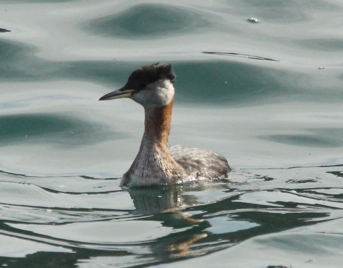 Red-necked Grebe - ML25912891