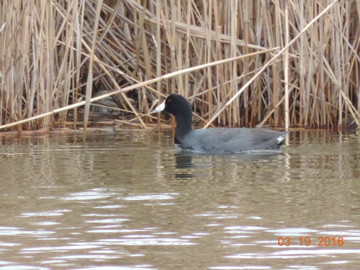 American Coot (Red-shielded) - ML25912911