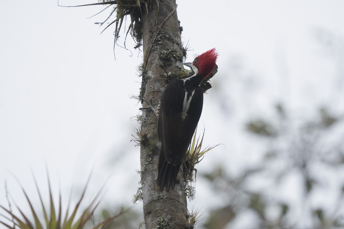 Powerful Woodpecker - Elías  Suárez