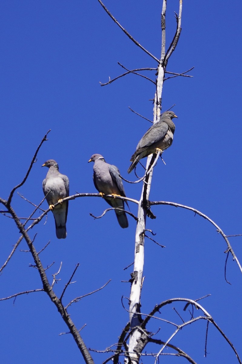 Band-tailed Pigeon - ML259132491