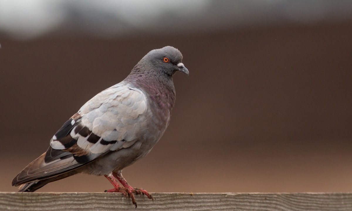 Rock Pigeon (Feral Pigeon) - ML259139121