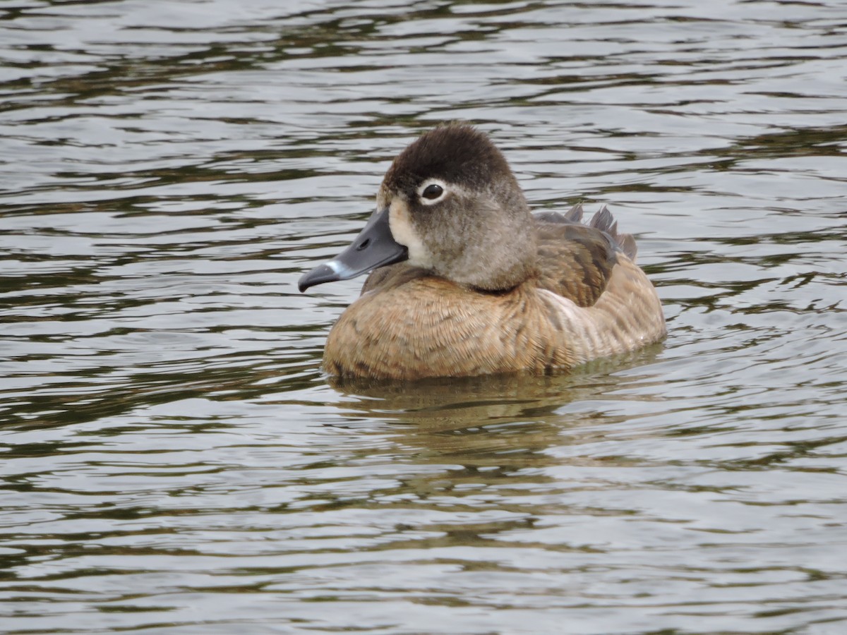 Ring-necked Duck - ML25913991