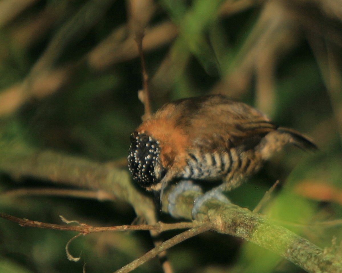 Ochre-collared Piculet - ML259141721