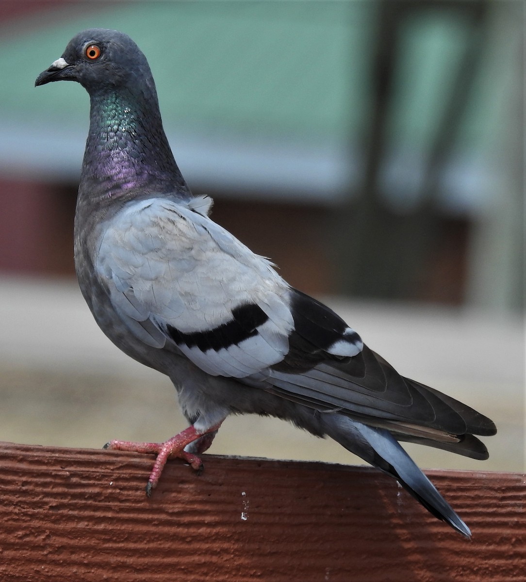 Rock Pigeon (Feral Pigeon) - ML259146111