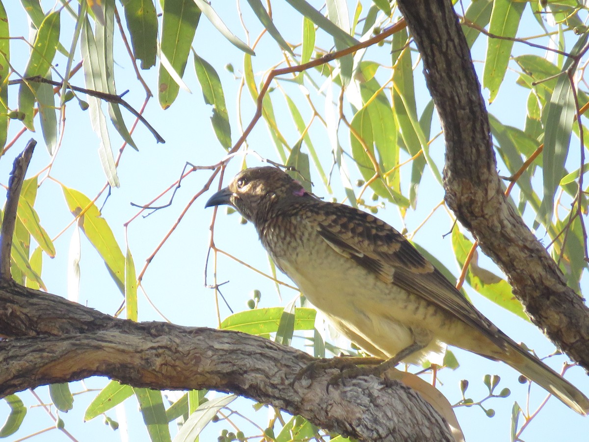 Spotted Bowerbird - ML259150161