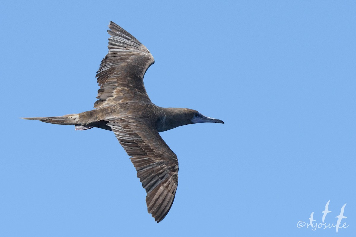 Red-footed Booby - ML259153241