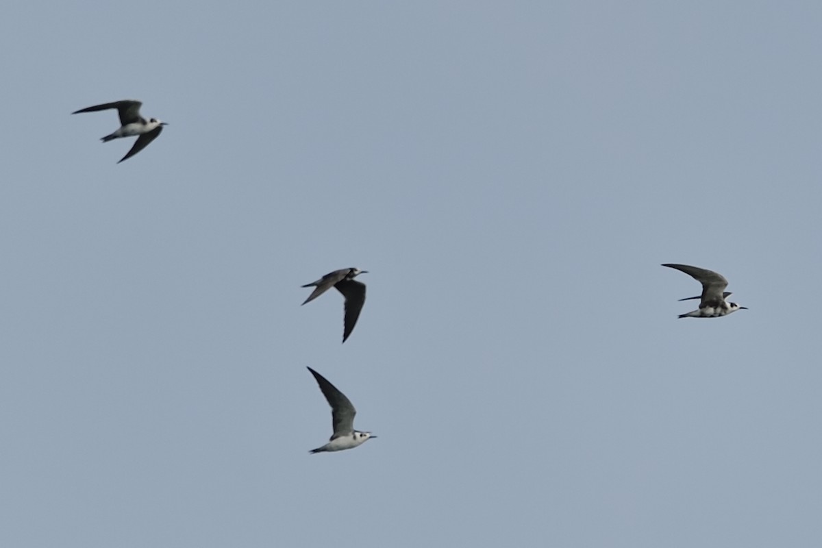 Black Tern - Michiel Oversteegen