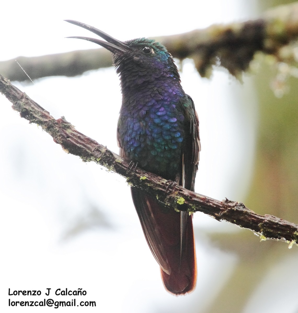 kolibřík azurovoprsý - ML259159861