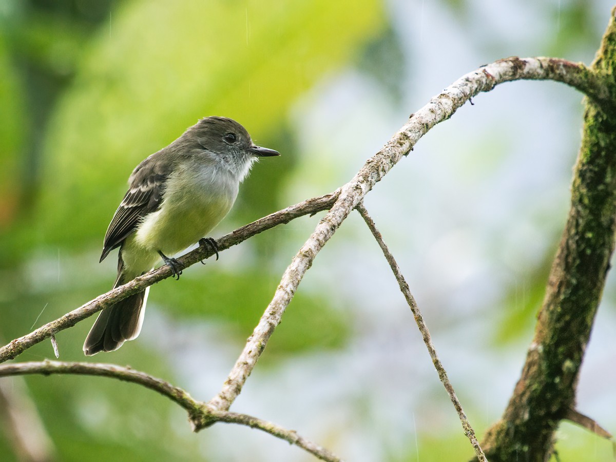 Pale-edged Flycatcher - Nick Athanas