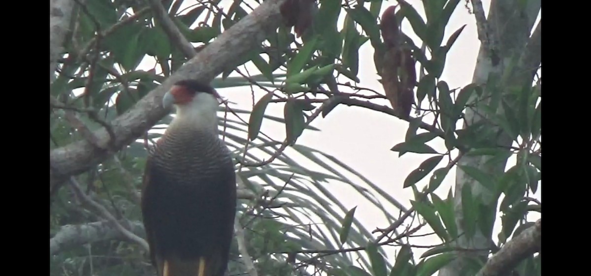 Crested Caracara (Southern) - ML259163641