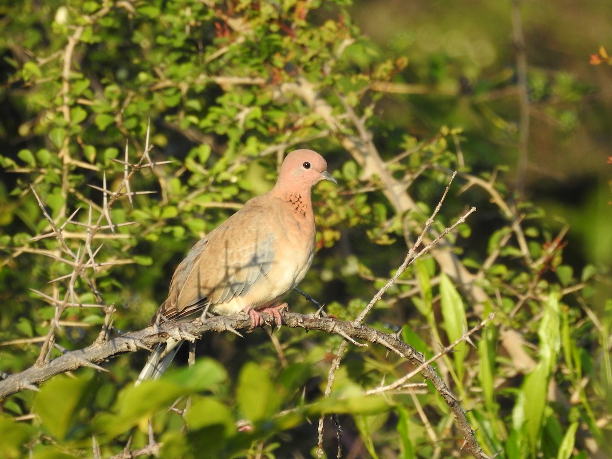 Laughing Dove - ML259164321