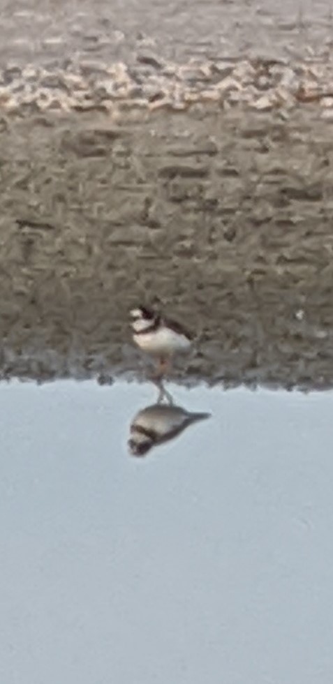Semipalmated Plover - ML259164901