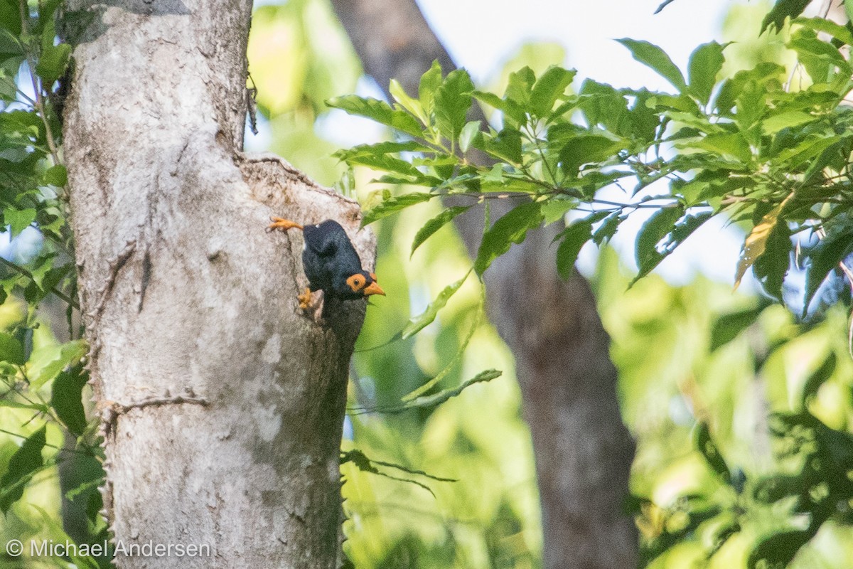 Long-tailed Myna - Mike Andersen