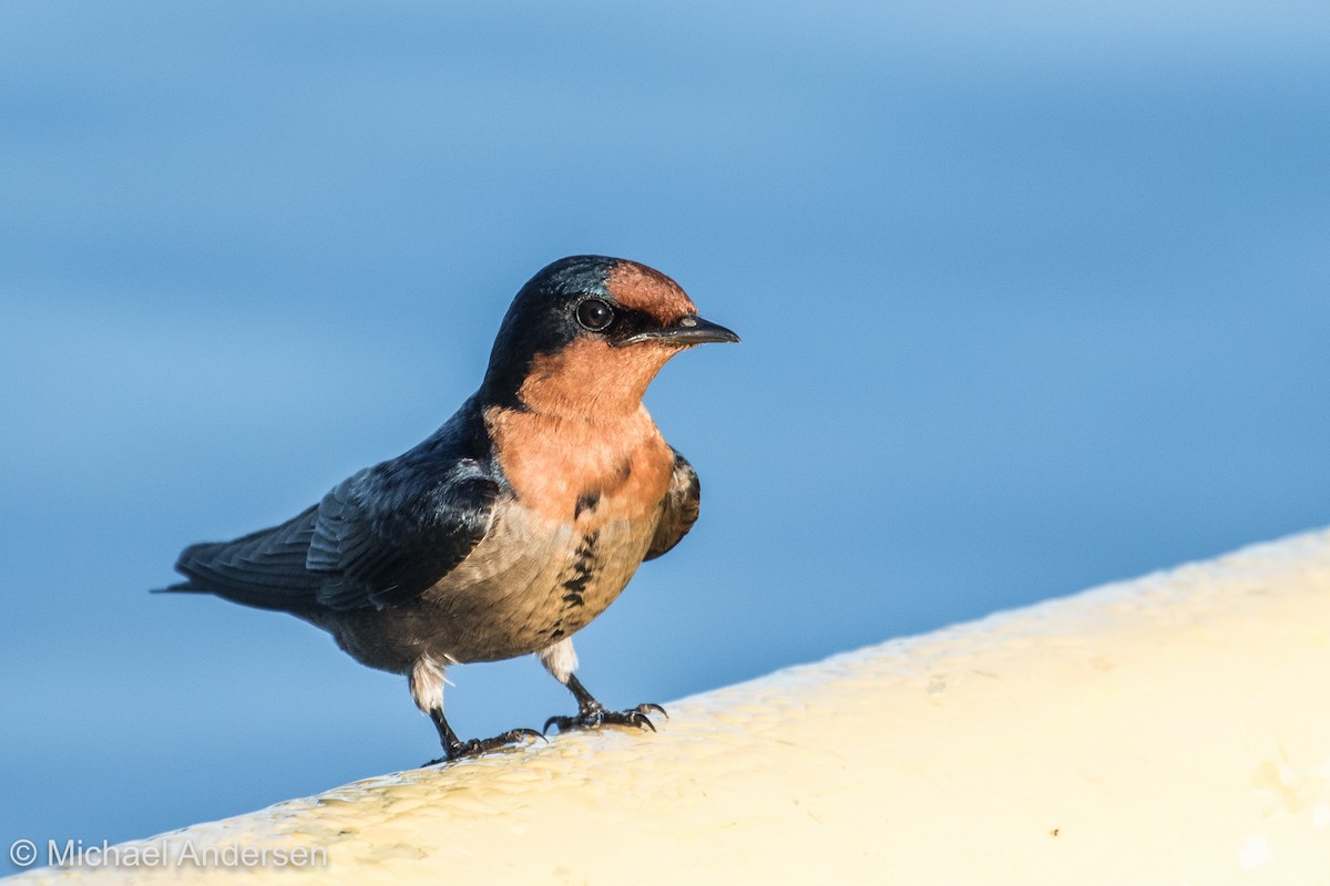 Pacific Swallow - ML25916631