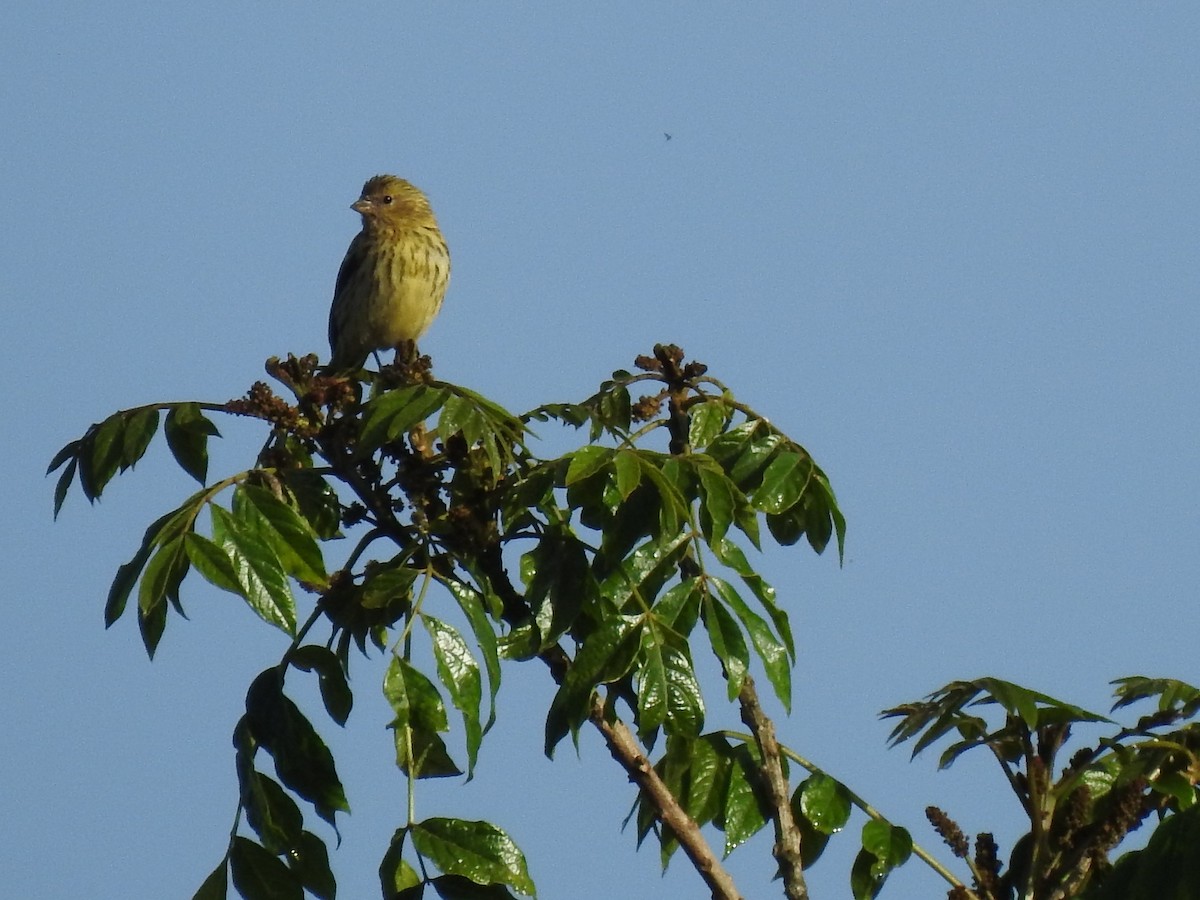 Yellow-crowned Canary - ML259169201