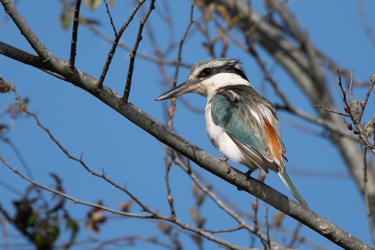 Red-backed Kingfisher - ML259169711