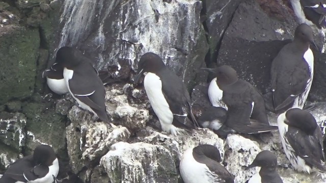 Thick-billed Murre - ML259169891