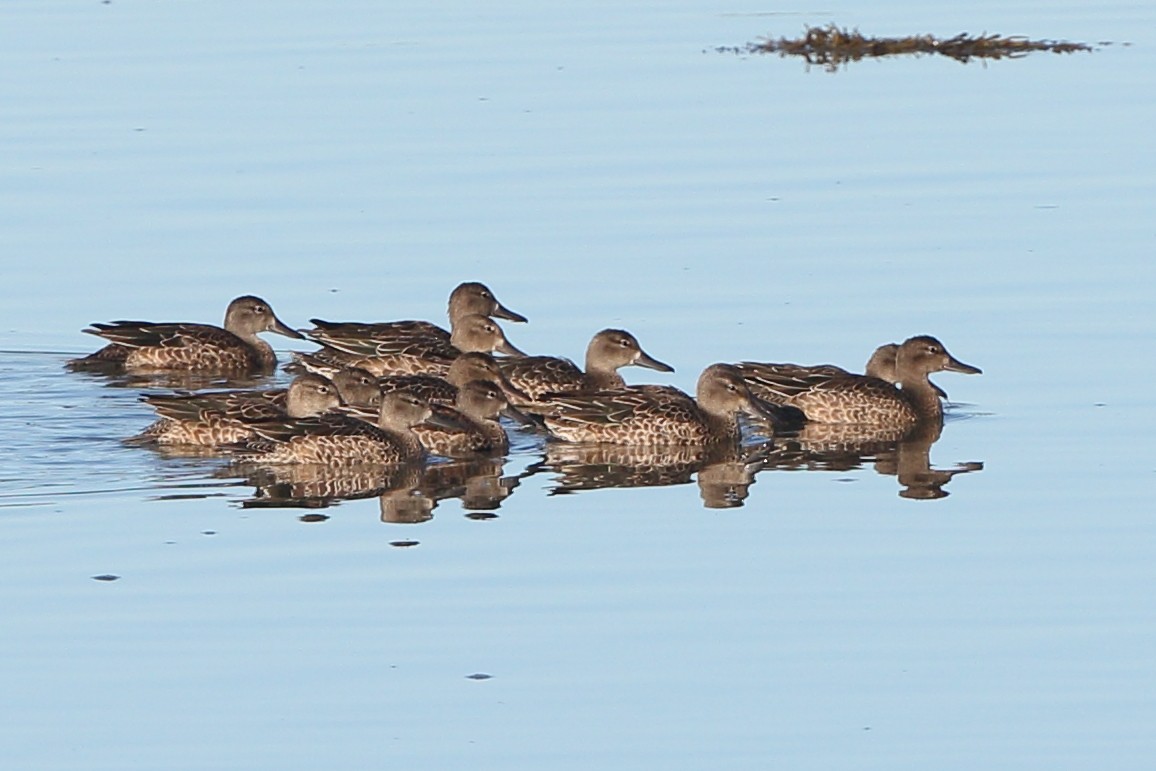 Blue-winged Teal - ML259175391