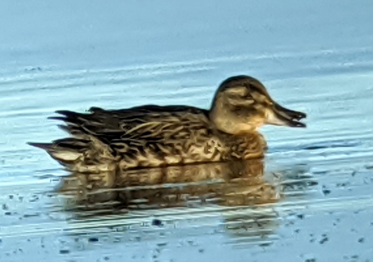 Green-winged Teal - ML259177391