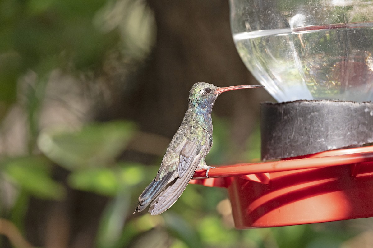 Broad-billed Hummingbird - ML259184661
