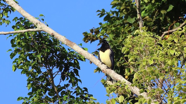 Black-chested Jay - ML259184771