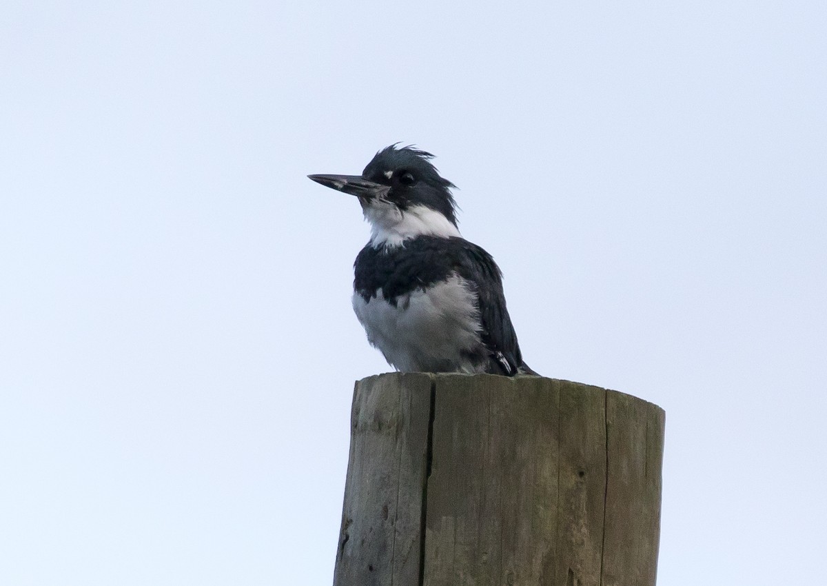 Belted Kingfisher - ML259187471