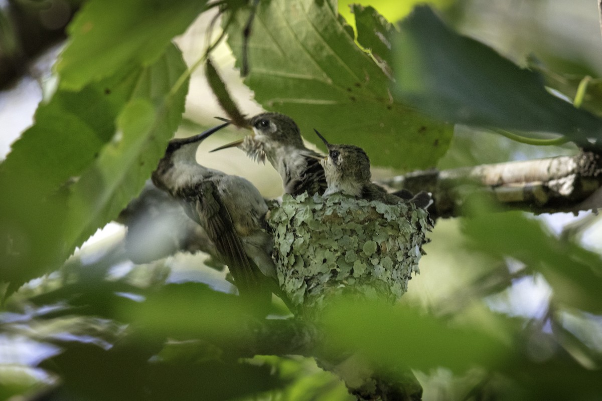 Ruby-throated Hummingbird - Lorie Shaull
