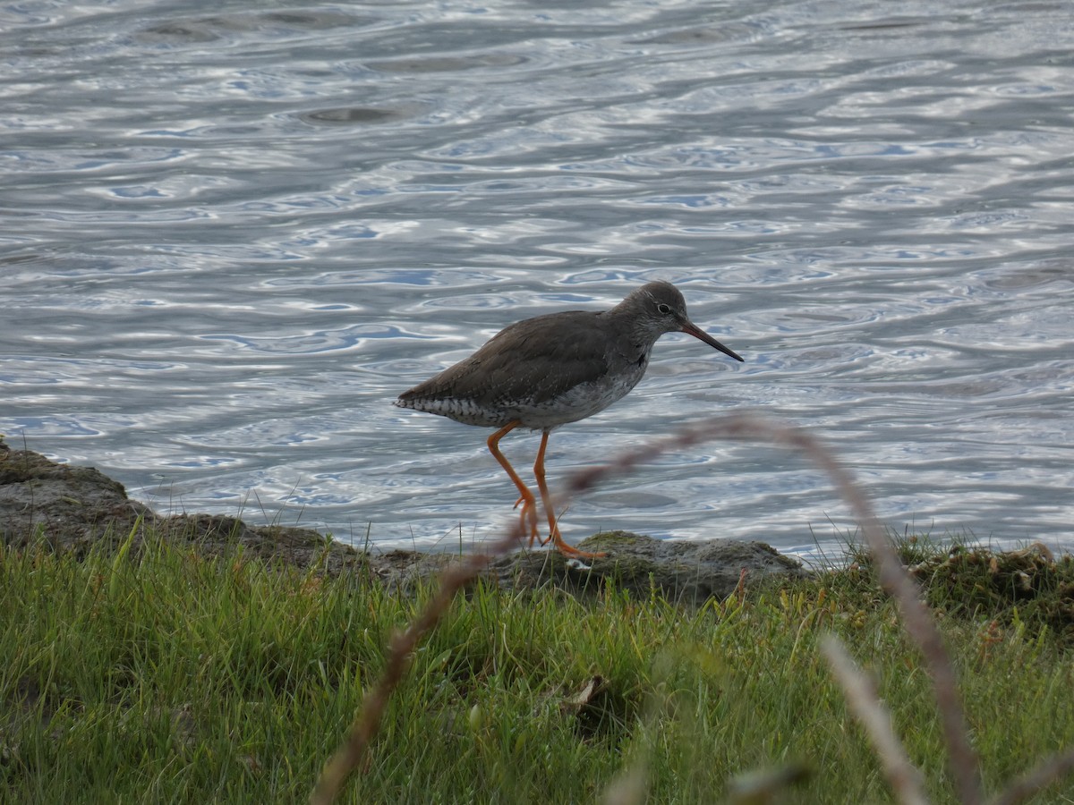 Common Redshank - Lukas Le Grice