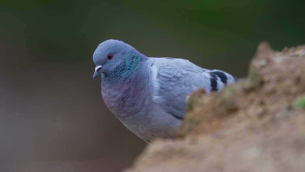 Hill Pigeon - Robert Tizard