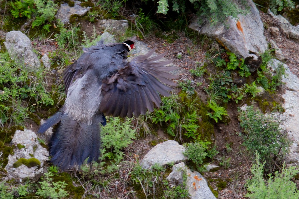 Tibetan Eared-Pheasant - Robert Tizard