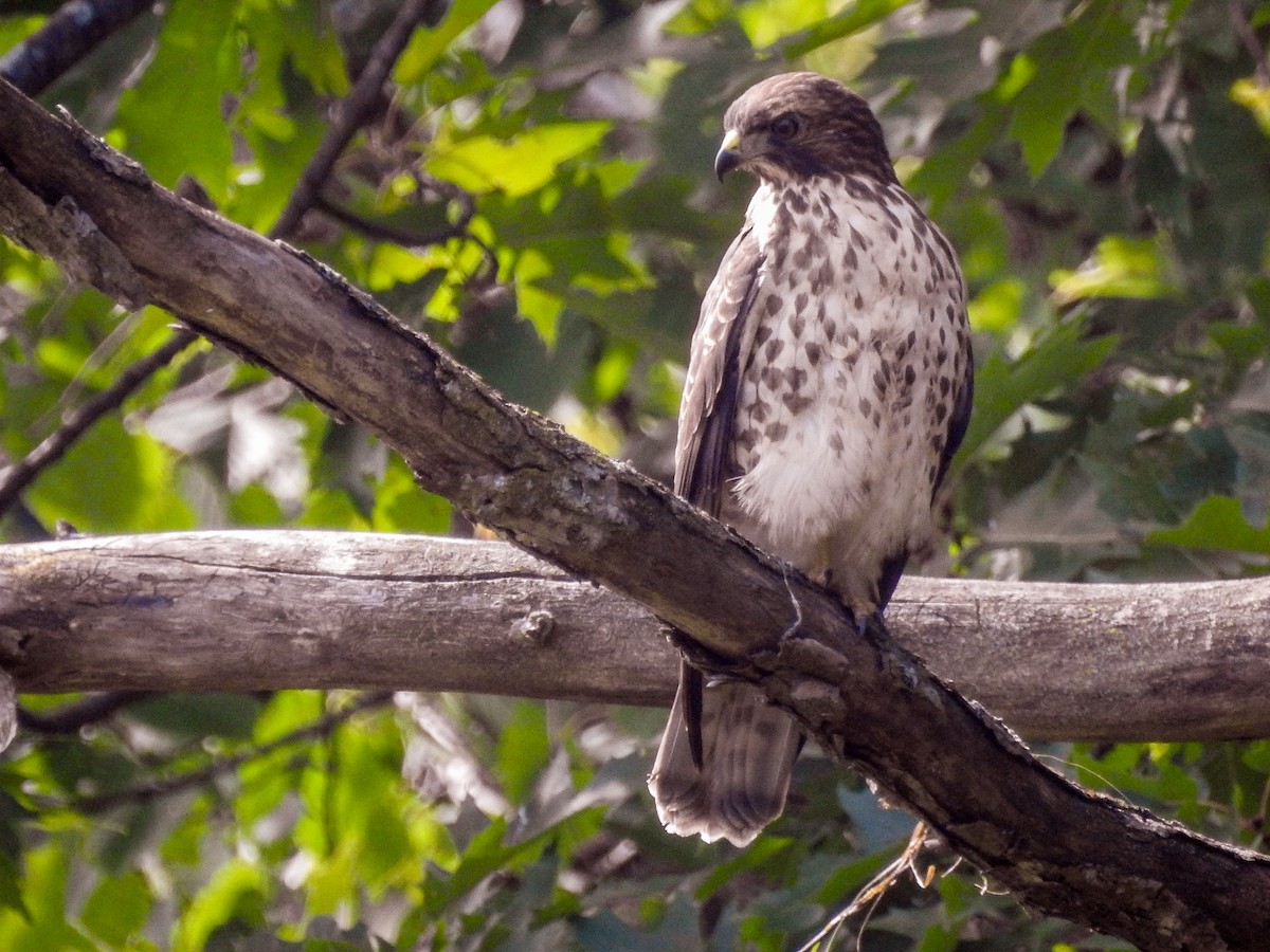 Broad-winged Hawk (Northern) - ML259200001