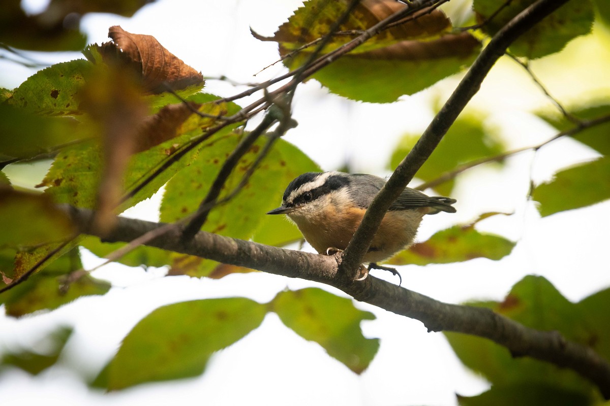 Red-breasted Nuthatch - ML259203681