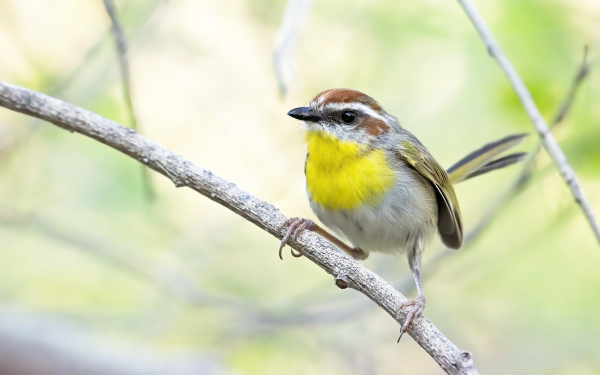 Rufous-capped Warbler - Marky Mutchler